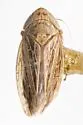 Mexara atascasus - photo 2