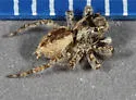 Mexigonus minutus