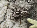 Mexigonus minutus - photo 4