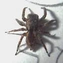 Mexigonus minutus - photo 5