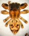 Mexigonus morosus - photo 2