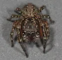 Mexigonus morosus - photo 3