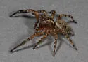 Mexigonus morosus - photo 4