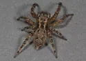 Mexigonus morosus - photo 5