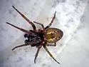 Mexitlia trivittata