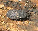 Mezira emarginata