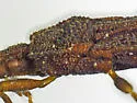 Mezira froeschneri - photo 3