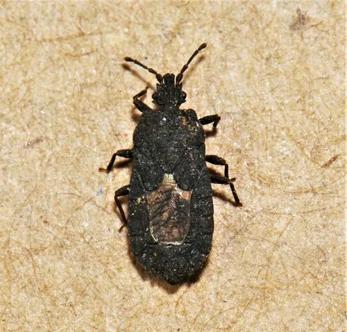Mezira granulata