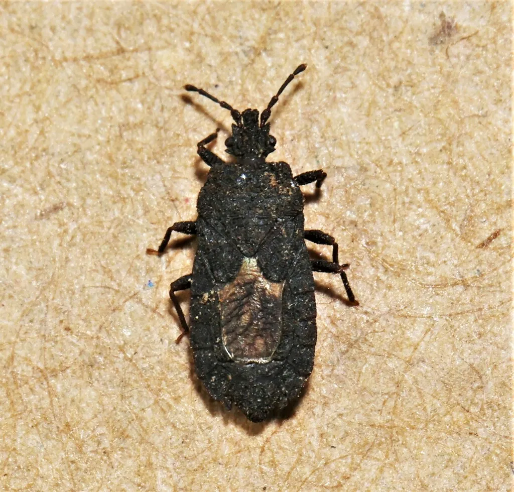 Mezira granulata - photo 2