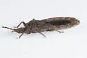 Mezira lobata