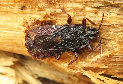 Mezira tremulae