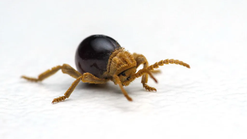 Shiny Spider Beetle - photo 2
