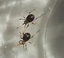 Mezium sulcatum