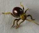 Mezium sulcatum - photo 2