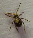 Mezium sulcatum - photo 3