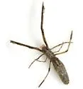 Miagrammopes mexicanus