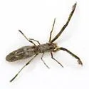 Miagrammopes mexicanus - photo 2