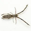 Miagrammopes mexicanus - photo 3