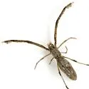 Miagrammopes mexicanus - photo 4
