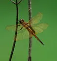 Hyacinth Glider
