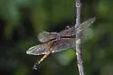 Hyacinth Glider - photo 2