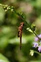 Hyacinth Glider - photo 3