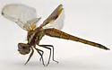 Hyacinth Glider - photo 4