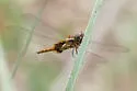 Hyacinth Glider - photo 5