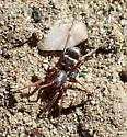 Micaria constricta - photo 2