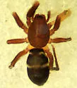 Micaria constricta - photo 3