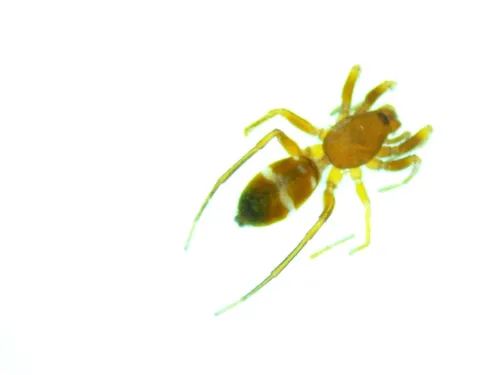 Micaria emertoni