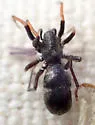 Micaria foxi