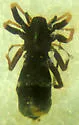 Micaria foxi - photo 2