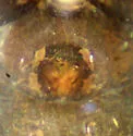 Micaria foxi - photo 3