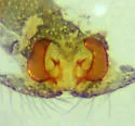 Micaria foxi - photo 4
