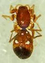 Micaria jeanae