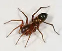 Micaria longipes