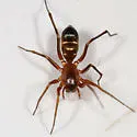 Micaria longipes - photo 2