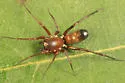 Micaria longipes - photo 3
