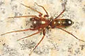 Micaria longipes - photo 4