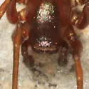Micaria longipes - photo 5