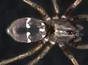 Micaria longispina - photo 2