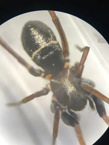 Micaria medica
