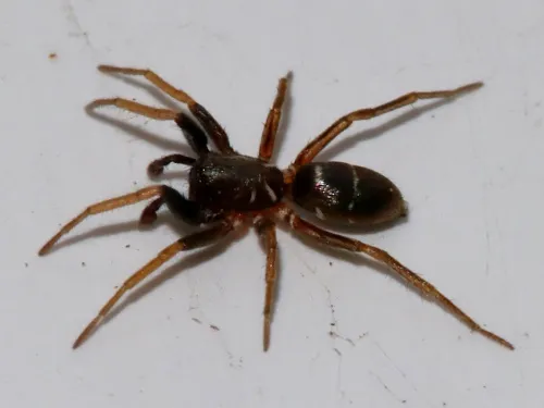 Micaria micans
