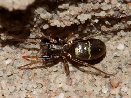Micaria pulicaria sensu lato