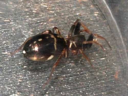 Micaria pulicaria sensu lato - photo 2