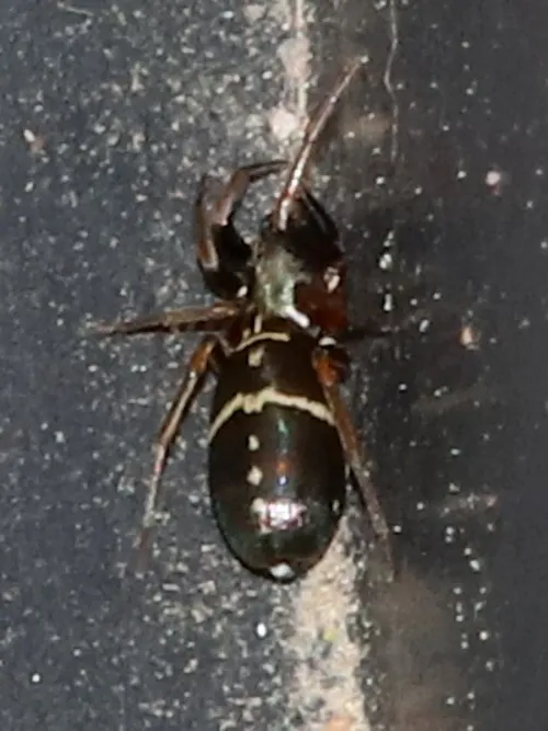Micaria pulicaria sensu lato - photo 4