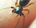 Micaria pulicaria
