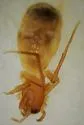 Micaria triangulosa