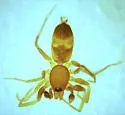 Micaria triangulosa - photo 3